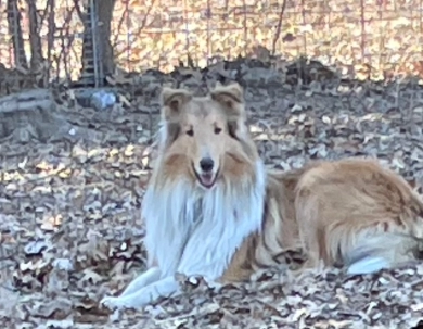 Brown Acres Collies