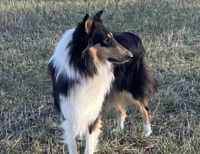 Callie Few of Brown Acres Collie