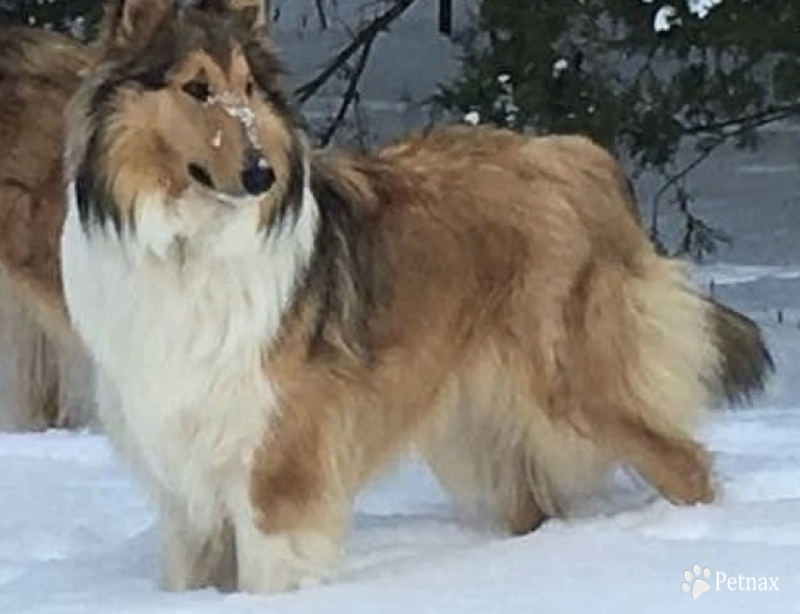 Lady Katrina of Brown Acres ("Katie" Collie