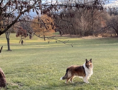 Lady Katrina of Brown Acres ("Katie" Collie