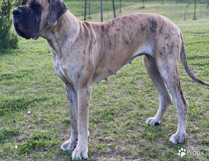 Southwind Great Danes Amelia Earhart Great Dane