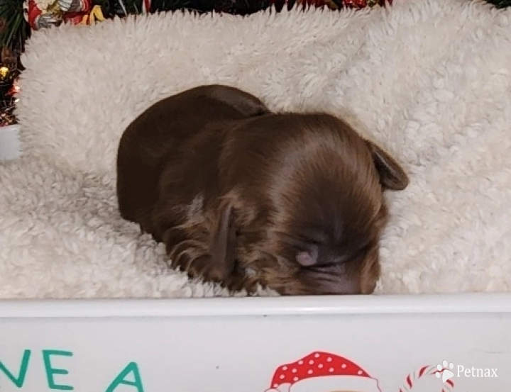 Female puppy Dachshund