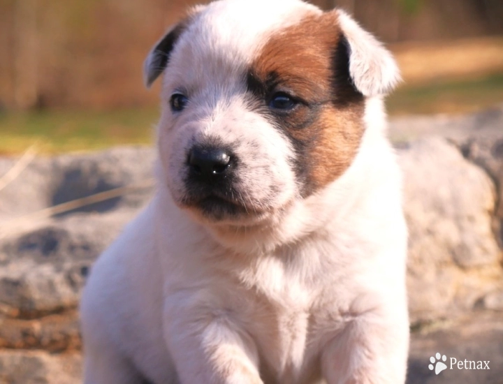 Aries Australian Cattle Dog