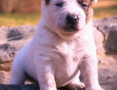 Aries Australian Cattle Dog