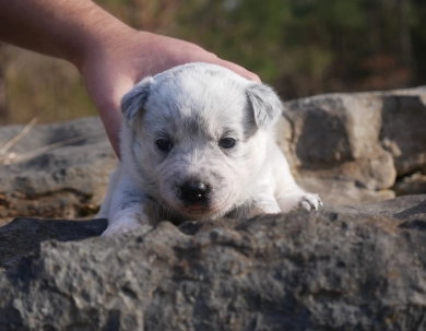 Astra Australian Cattle Dog