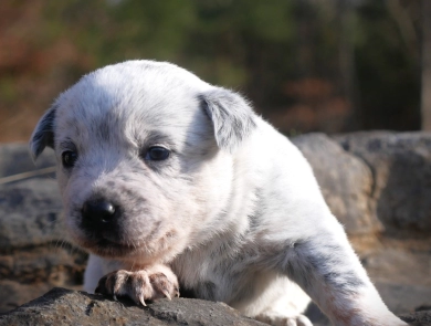 Astra Australian Cattle Dog