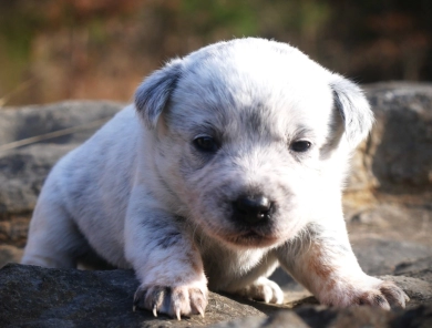 Astra Australian Cattle Dog