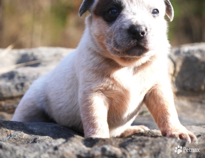 Bia Australian Cattle Dog