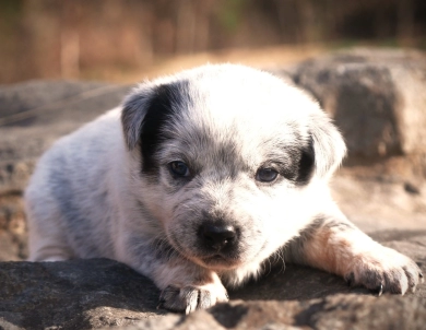 Iris Australian Cattle Dog