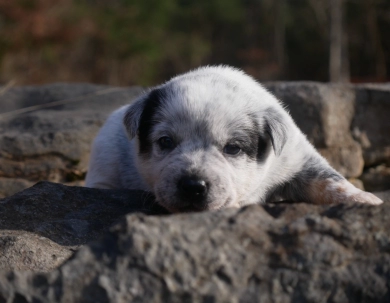 Iris Australian Cattle Dog