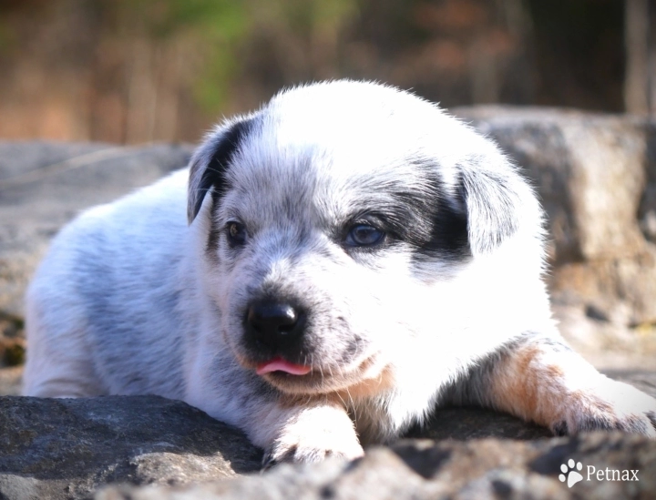 Iris Australian Cattle Dog