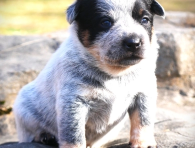 Minerva Australian Cattle Dog