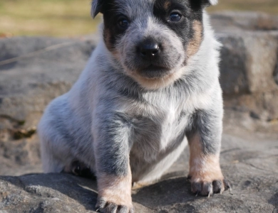 Minerva Australian Cattle Dog