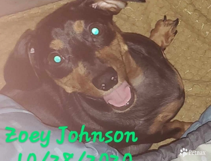 Zoey Johnson  Dachshund