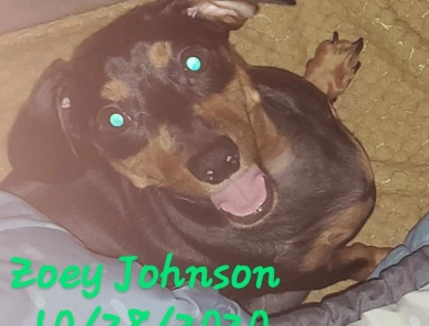 Zoey Johnson  Dachshund