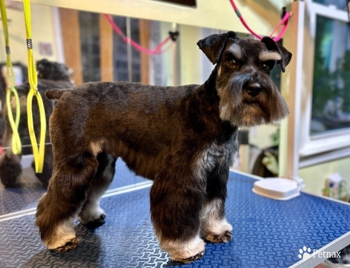 Heaven's Atlas Von Longbach Miniature Schnauzer