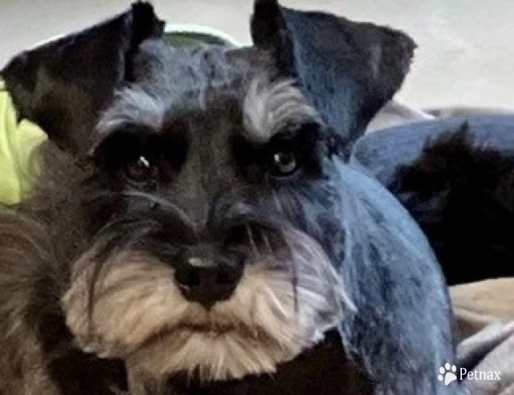 Heaven's Piper Von Longbach Miniature Schnauzer