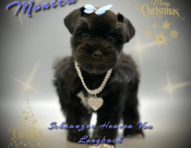 Monica AKC Miniature Schnauzer