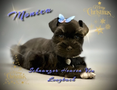 Monica AKC Miniature Schnauzer