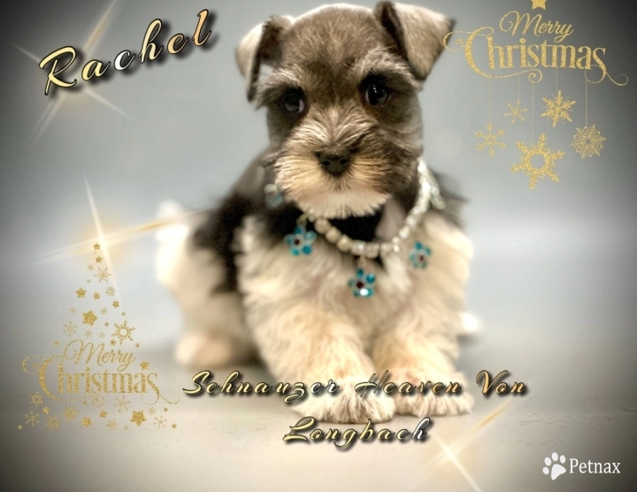 RACHEL AKC Miniature Schnauzer