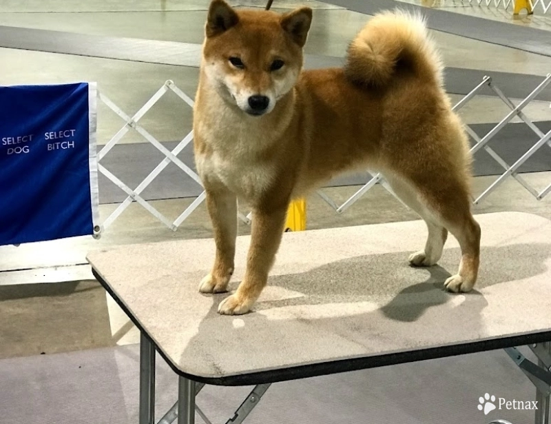 Sakura No Hana  Shiba Inu