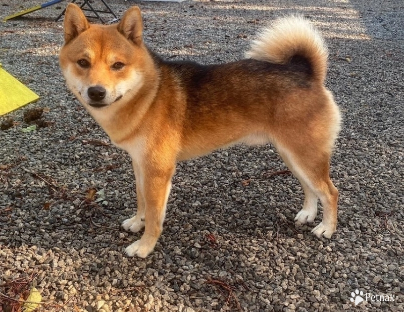 Showboat Burnt Ends Shiba Inu