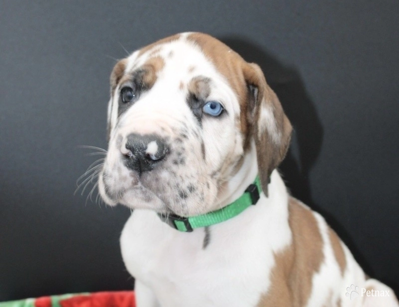 Green     collar Great Dane