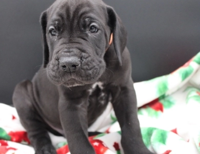 Orange Collar Great Dane