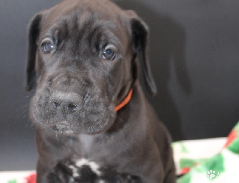 Orange Collar Great Dane