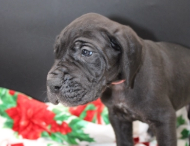 Pink Collar Great Dane