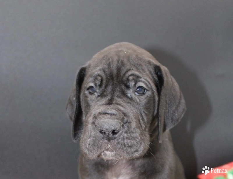 Pink Collar Great Dane