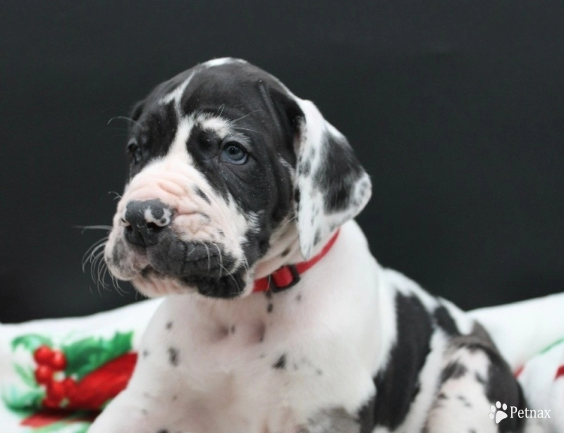 Red Collar Great Dane