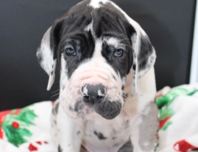 Red Collar Great Dane