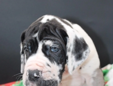 Red Collar Great Dane