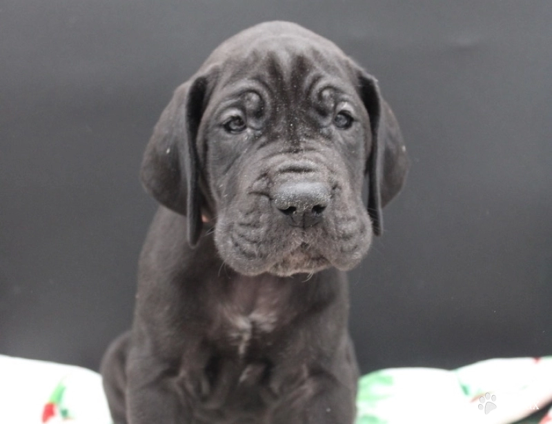 Yellow Collar Great Dane