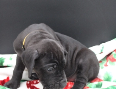 Yellow Collar Great Dane