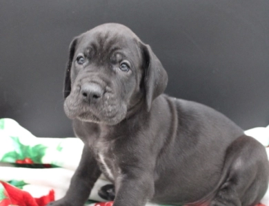 Yellow Collar Great Dane