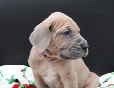 Hot Pink Collar Great Dane