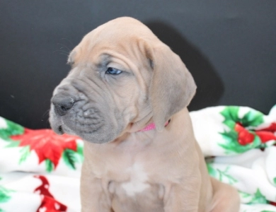 Hot Pink Collar Great Dane