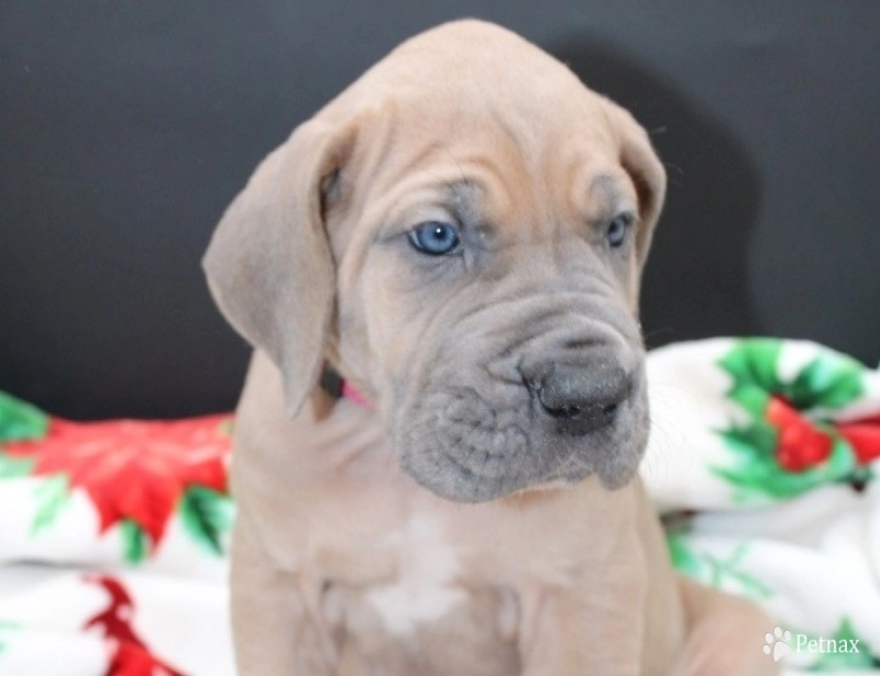 Hot Pink Collar Great Dane