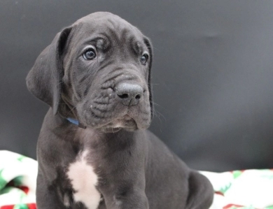 Blue Collar Great Dane