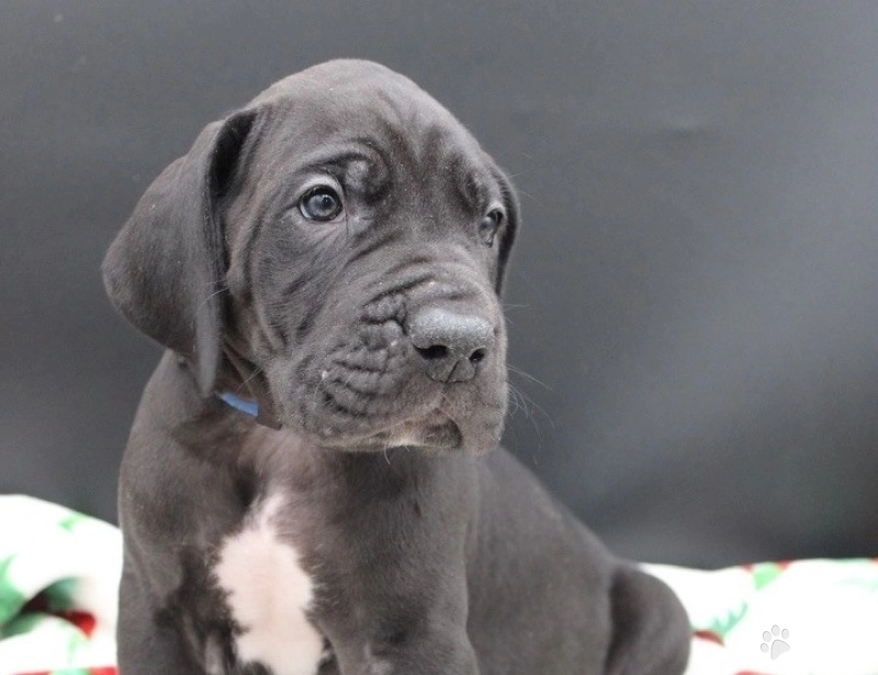 Blue Collar Great Dane