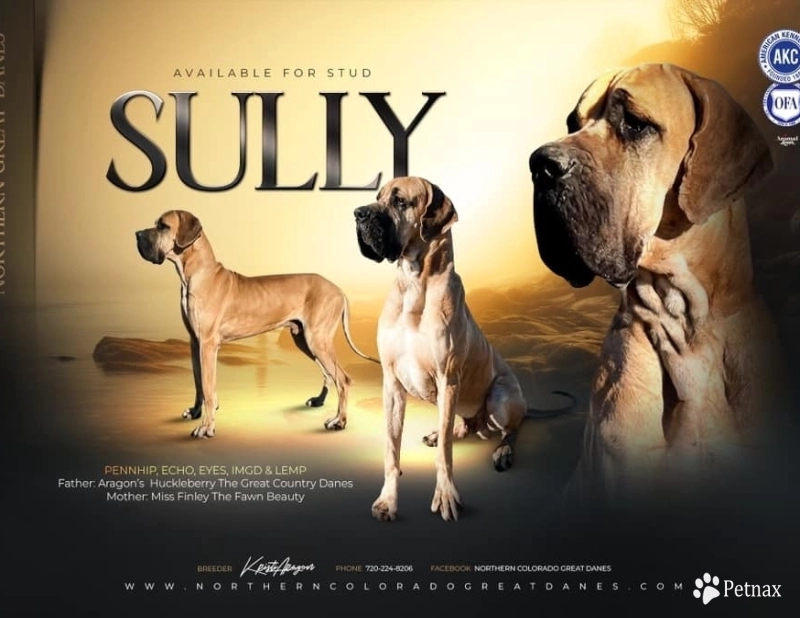 Sully Great Dane