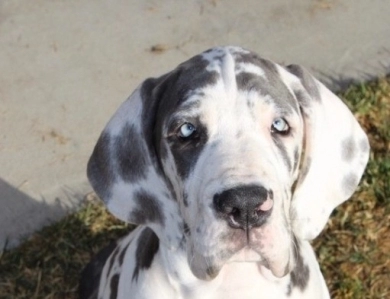 Mojito Great Dane