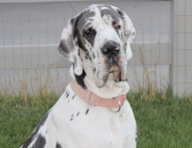 Mojito Great Dane