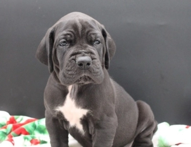 Green Collar Great Dane