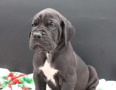 Green Collar Great Dane