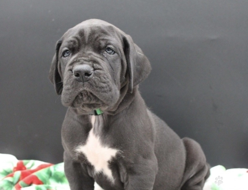 Green Collar Great Dane