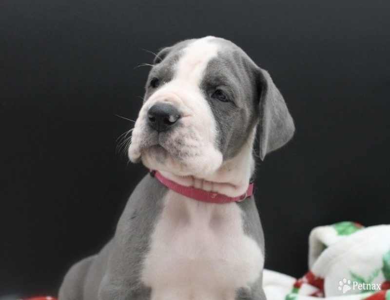 Hot Pink Collar Great Dane