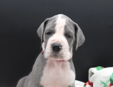 Hot Pink Collar Great Dane